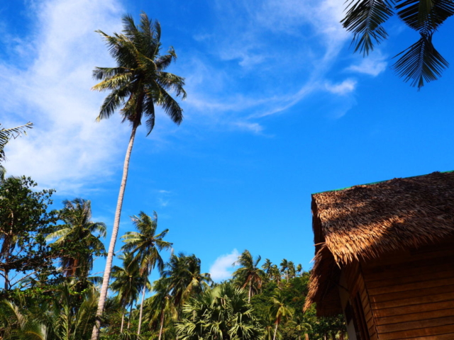 Palmový háj na východní části ostrova Koh Phangan, Thajsko, 2017